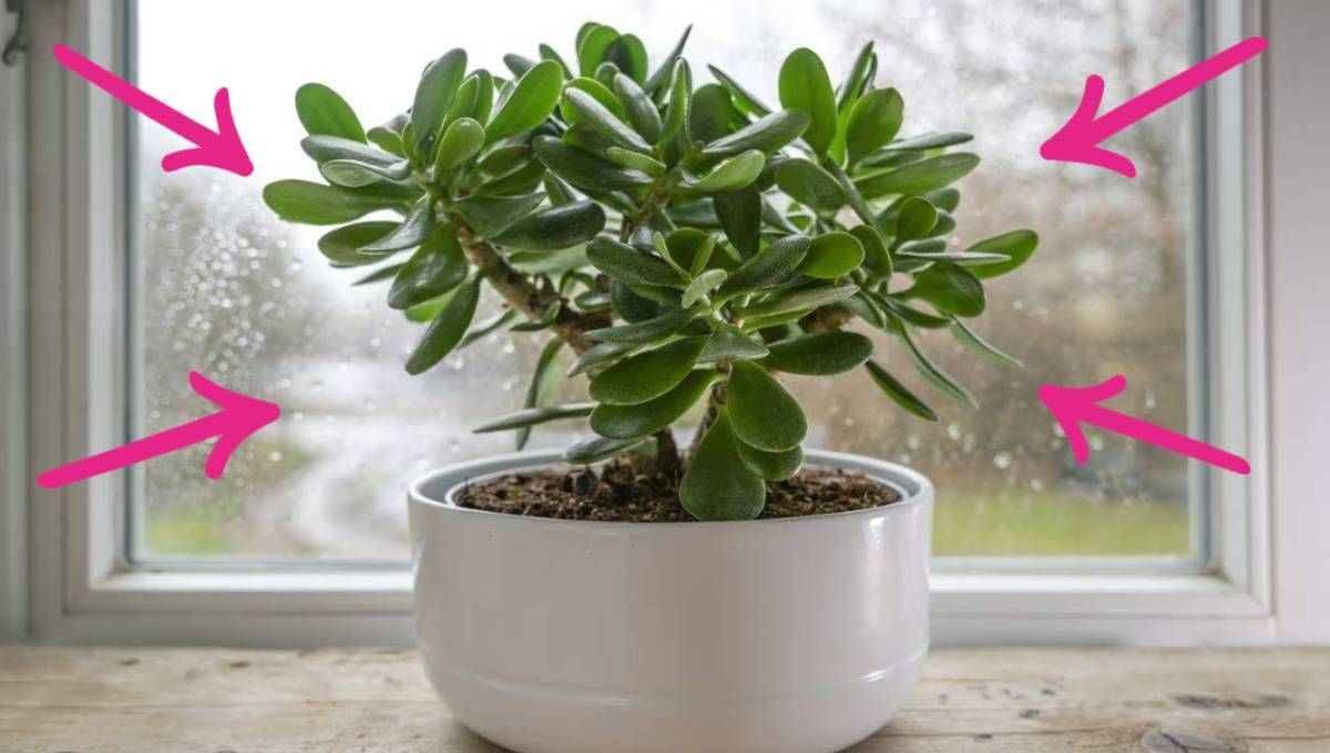 Dale vida a tu ÁRBOL DE JADE con este sencillo truco de jardinería