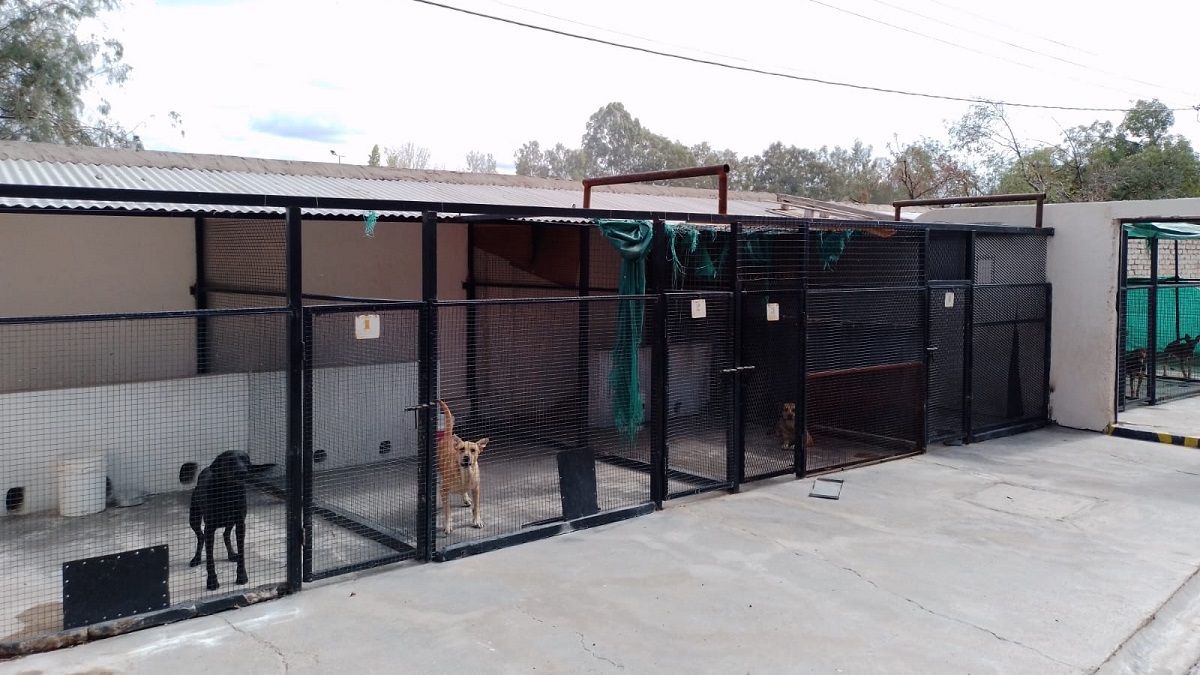 Perros aptos para ser adoptados en Zoonosis de Rivadavia.