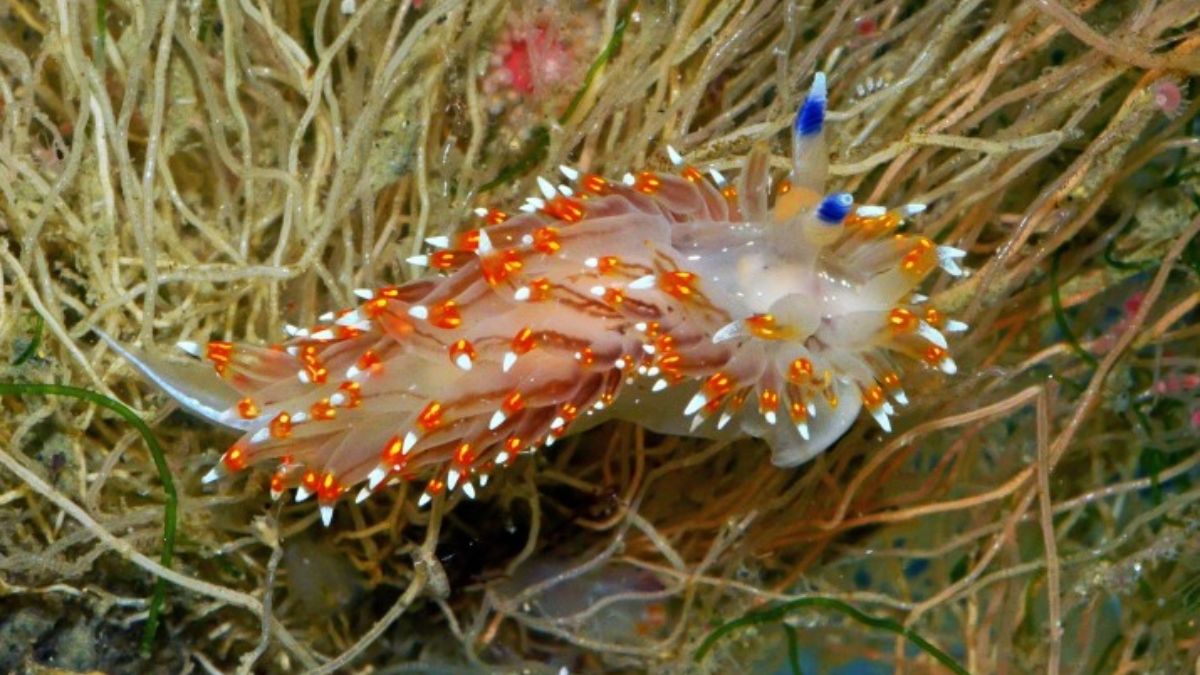 En la plataforma MX-1 se han registrado varias especies de babosas marinas, algunas de ellas desconocidas para la ciencia. El encuentro de las corrientes oceánicas fomenta la vida oceánica (Imagen: Yuri Hooker) En la plataforma MX-1 se han registrado varias especies de babosas marinas, algunas de ellas desconocidas para la ciencia. El encuentro de las corrientes oceánicas fomenta la vida oceánica (Imagen: Yuri Hooker)