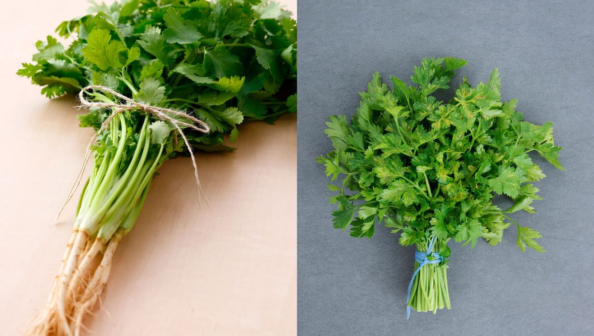 Ambas hierbas se pueden cultivar en casa en una maceta. Ambas hierbas se pueden cultivar en casa en una maceta. 