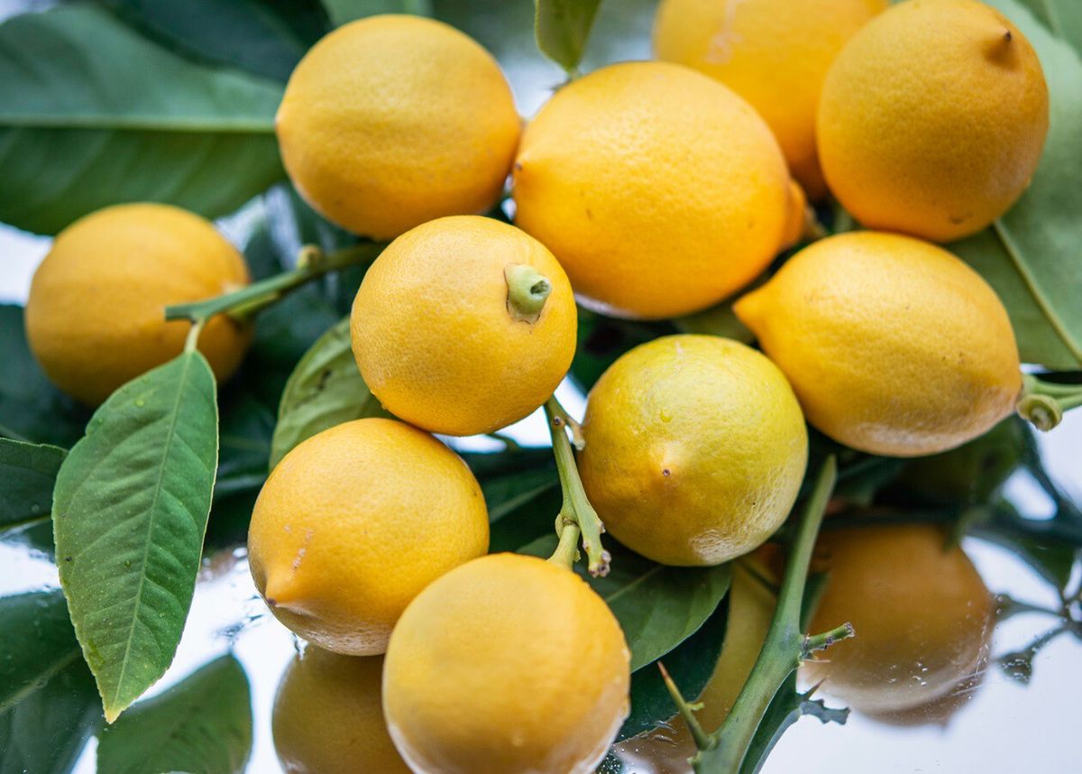 Limones en casa: el truco de jardinería para hacer florecer un limonero rápidamente Limones en casa: el truco de jardinería para hacer florecer un limonero rápidamente