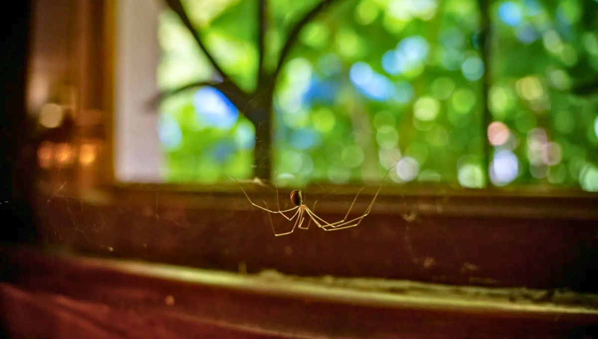 Cuando aparecen algunos animales peque&ntilde;os representan significados positivos.