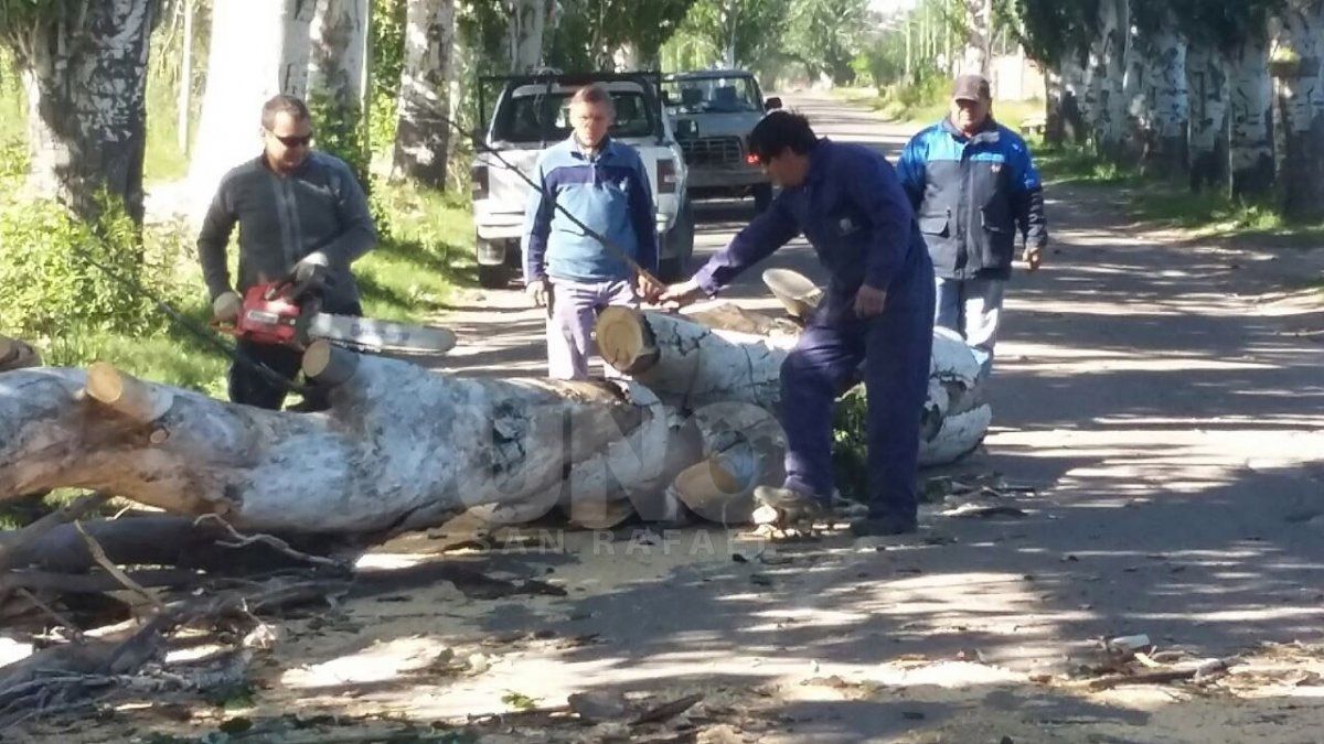 Ráfagas de hasta 70 km/h y unos 30 árboles caídos