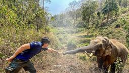 Memorioso. Un elefante reconoció al veterinario que le salvó la vida hacen 12 años.