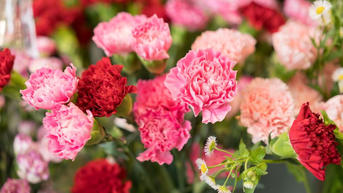 El truco para que los claveles tengan flores. El truco para que los claveles tengan flores.