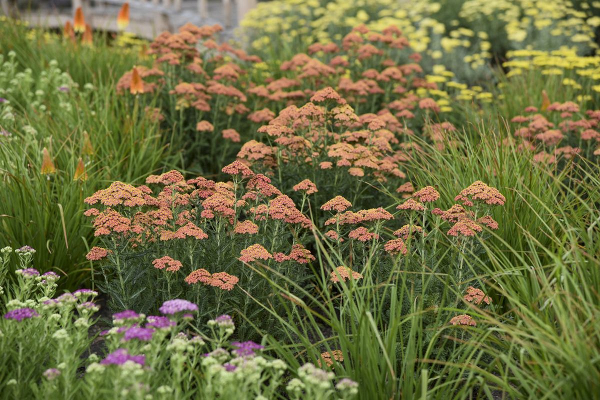 Esta planta se puede cultivar sin problemas en jardines o balcones. Imagen: Pexels. Esta planta se puede cultivar sin problemas en jardines o balcones. Imagen: Pexels.