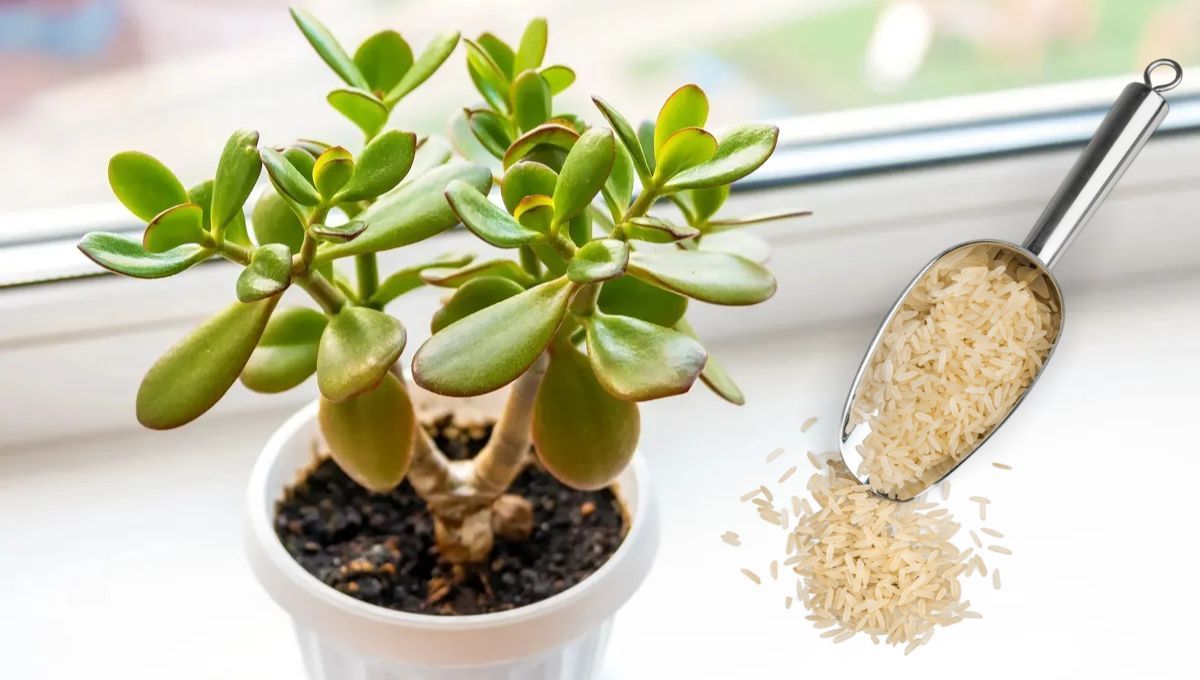 ¿Cómo usar el arroz correctamente para que tu árbol de Jade crezca fuerte?