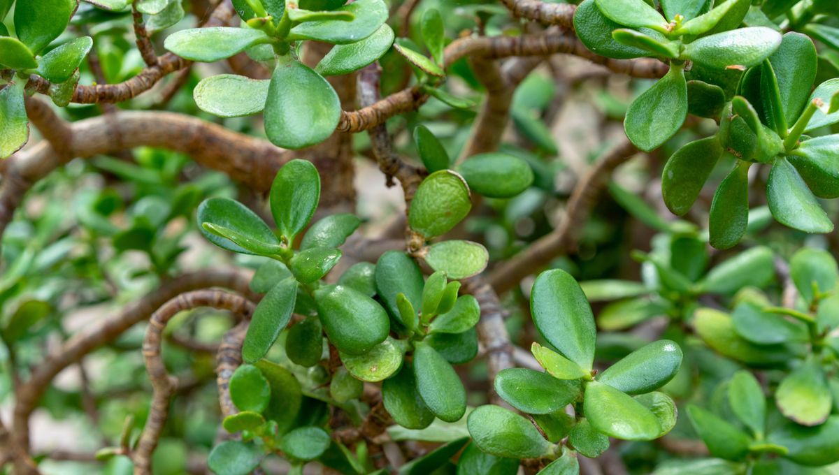 Revisa la tierra y hojas de tus plantas con frecuencia. Revisa la tierra y hojas de tus plantas con frecuencia.