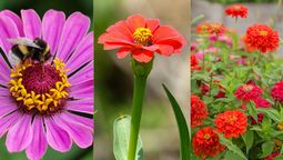 Esta especie se puede cultivar directo en el sustrato del jardín o en maceta.