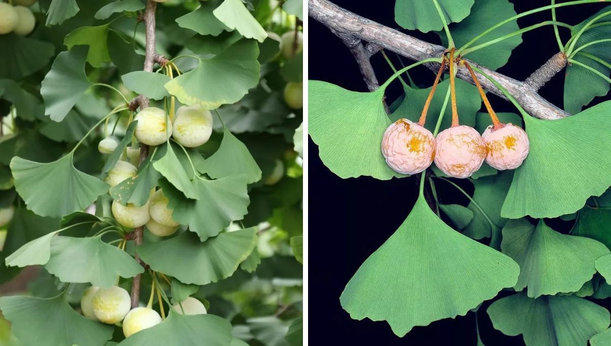 Hojas del árbol Ginkgo Biloba. Hojas del árbol Ginkgo Biloba.
