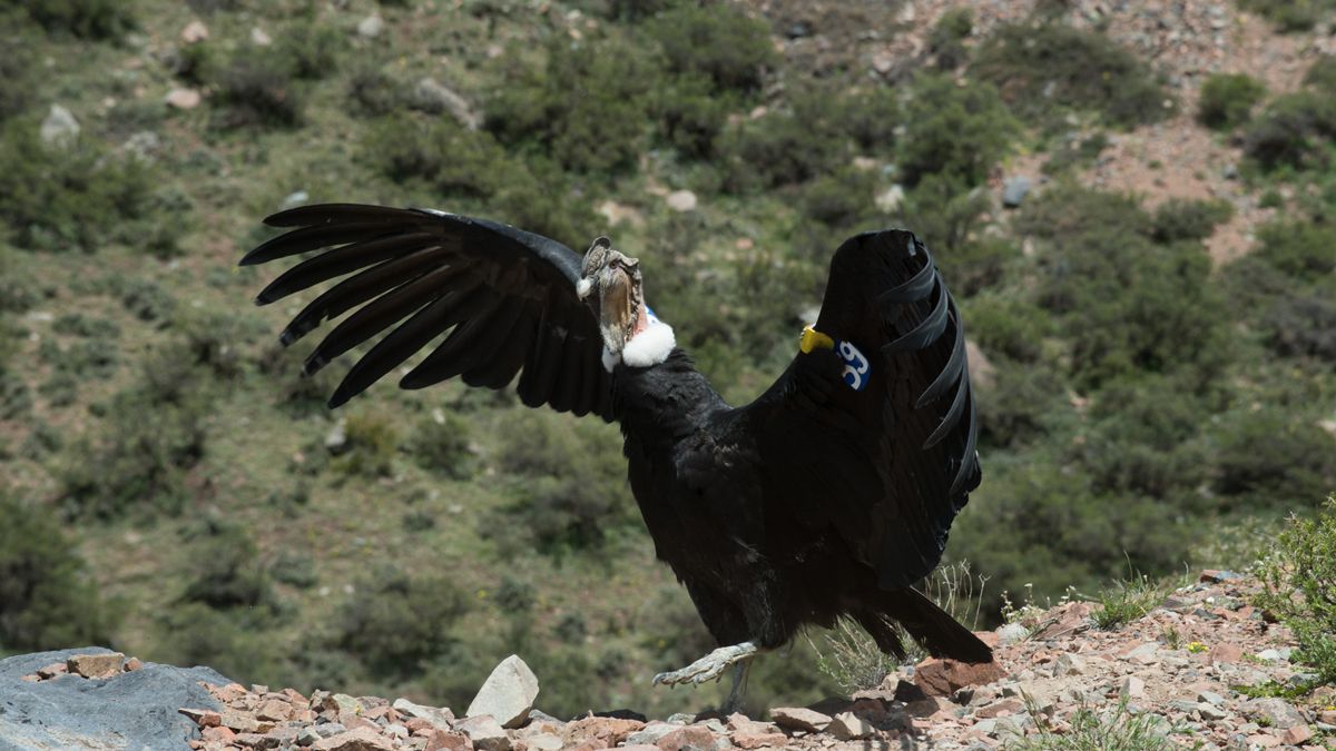 Cóndor andino. En el Ecoparque serán rehabilitados.
