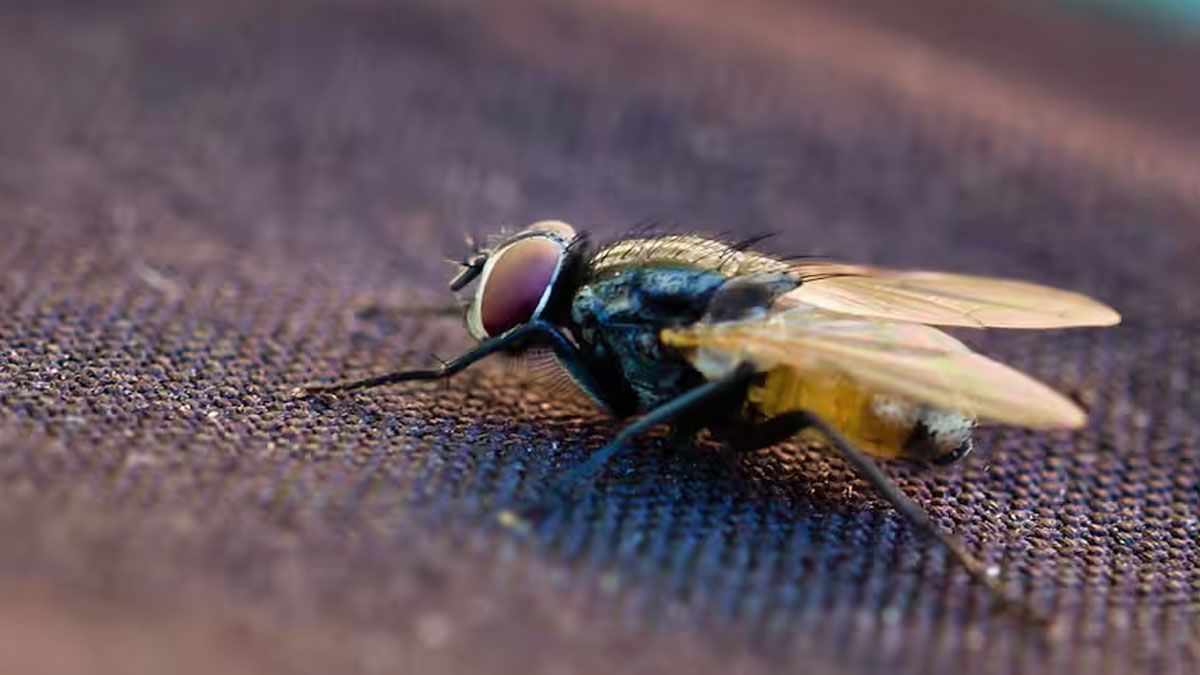 Las moscas se multiplican con la el aumento de las temperaturas. Las moscas se multiplican con la el aumento de las temperaturas.