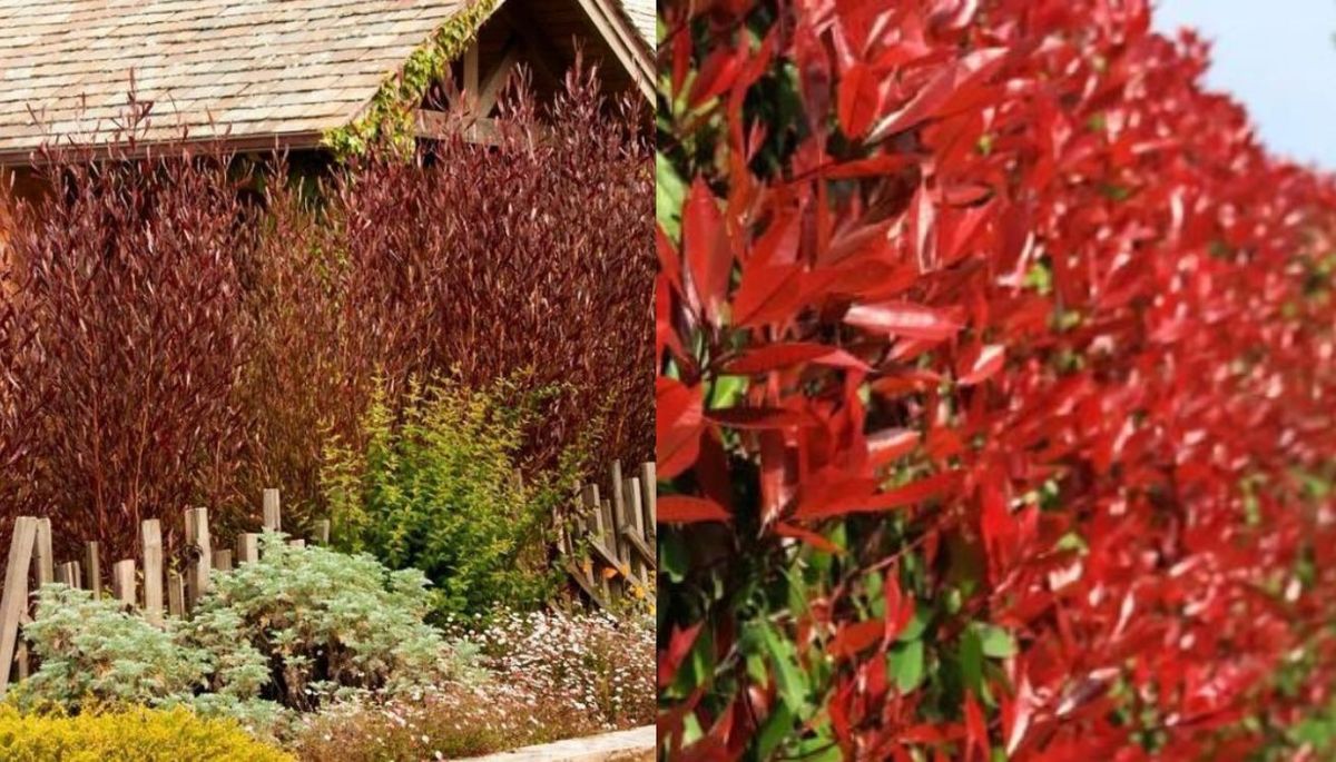 La Dodonaea viscosa purpurea puede crecer y formar cercos en el jardín. Imagen: Redacción Diario Uno La Dodonaea viscosa purpurea puede crecer y formar cercos en el jardín. Imagen: Redacción Diario Uno