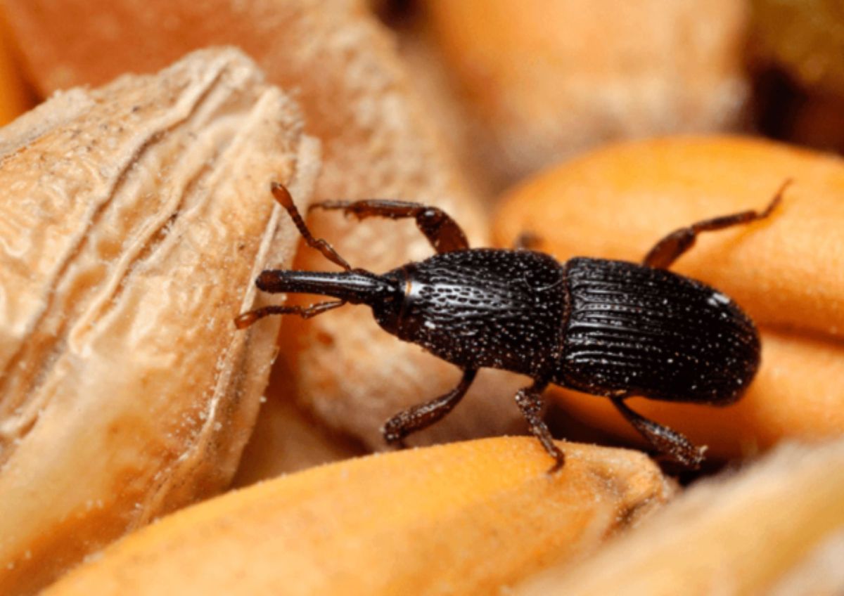 Qué significa la presencia de gorgojos en los alimentos&nbsp;