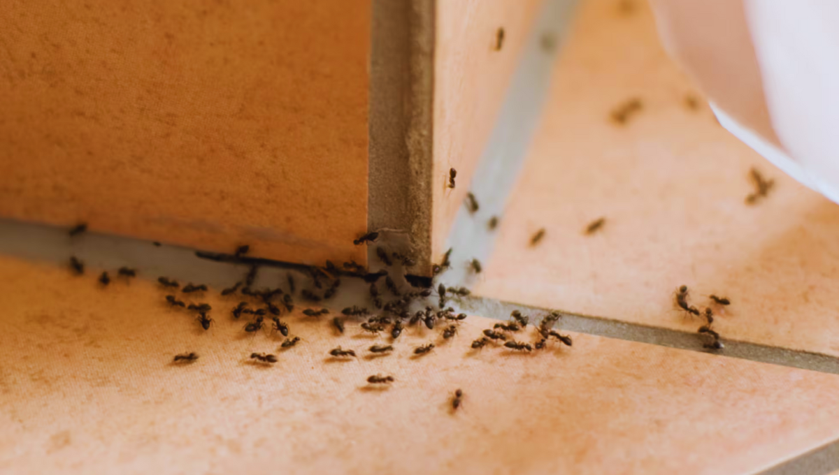 No todas las hormigas reaccionarán de la misma manera ante esta semilla No todas las hormigas reaccionarán de la misma manera ante esta semilla