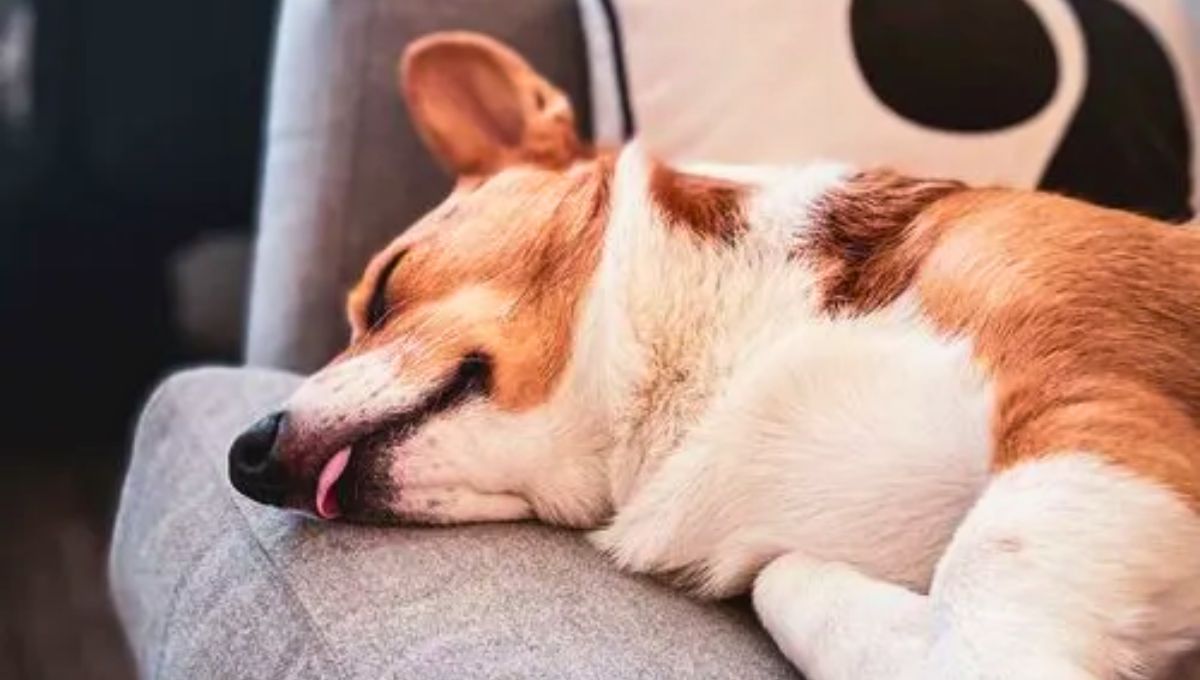 Qué significa que tu perro duerma con la lengua afuera y por qué es algo positivo