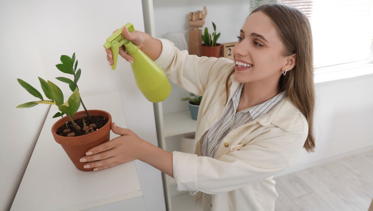Cómo limpiar y dejar brillantes las hojas de las plantas de interior sin romperlas