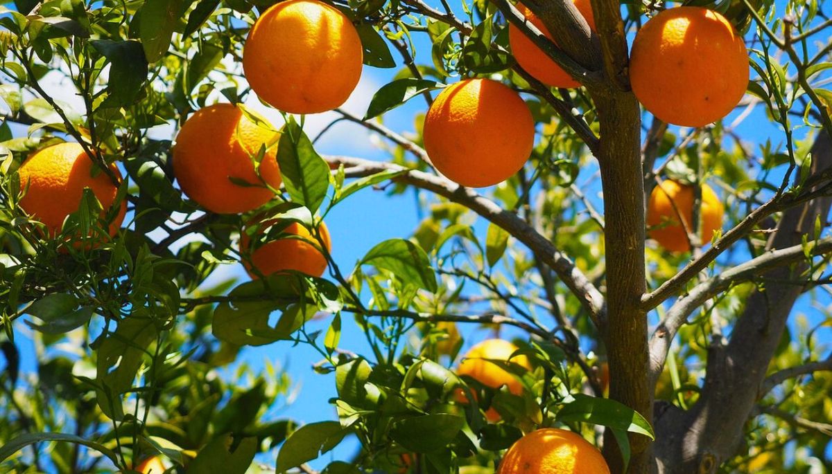 El Citrus x sinensis produce una fruta universalmente conocida. Imagen: Pixabay El Citrus x sinensis produce una fruta universalmente conocida. Imagen: Pixabay