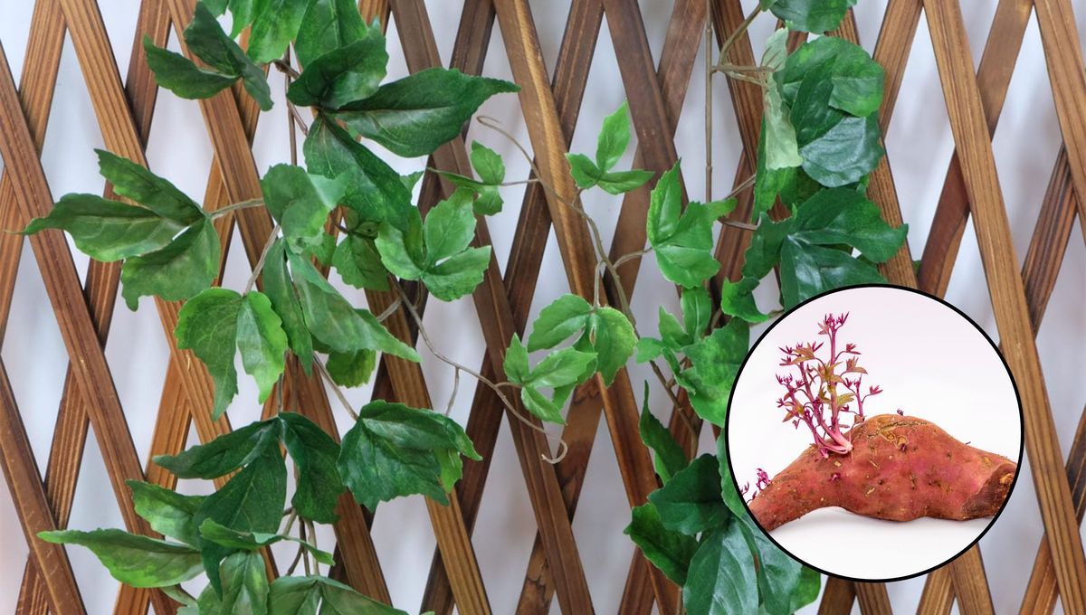 Esta planta se puede cultivar en casa en poco tiempo, no larga olor a podrido y es muy bonita. Esta planta se puede cultivar en casa en poco tiempo, no larga olor a podrido y es muy bonita.