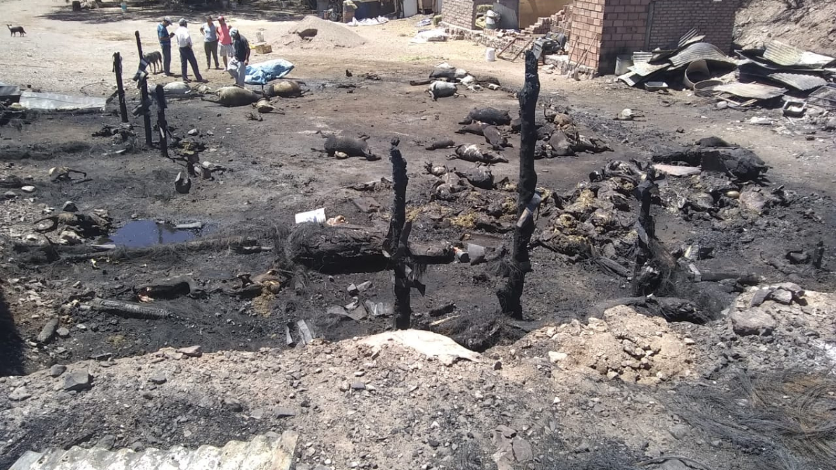 .Sólo se salvó una yegua que está muy herida por quemaduras