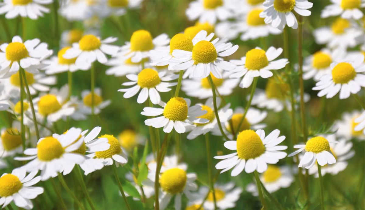 Utiliza manzanilla para cuidar las plantas de jardín. Utiliza manzanilla para cuidar las plantas de jardín.