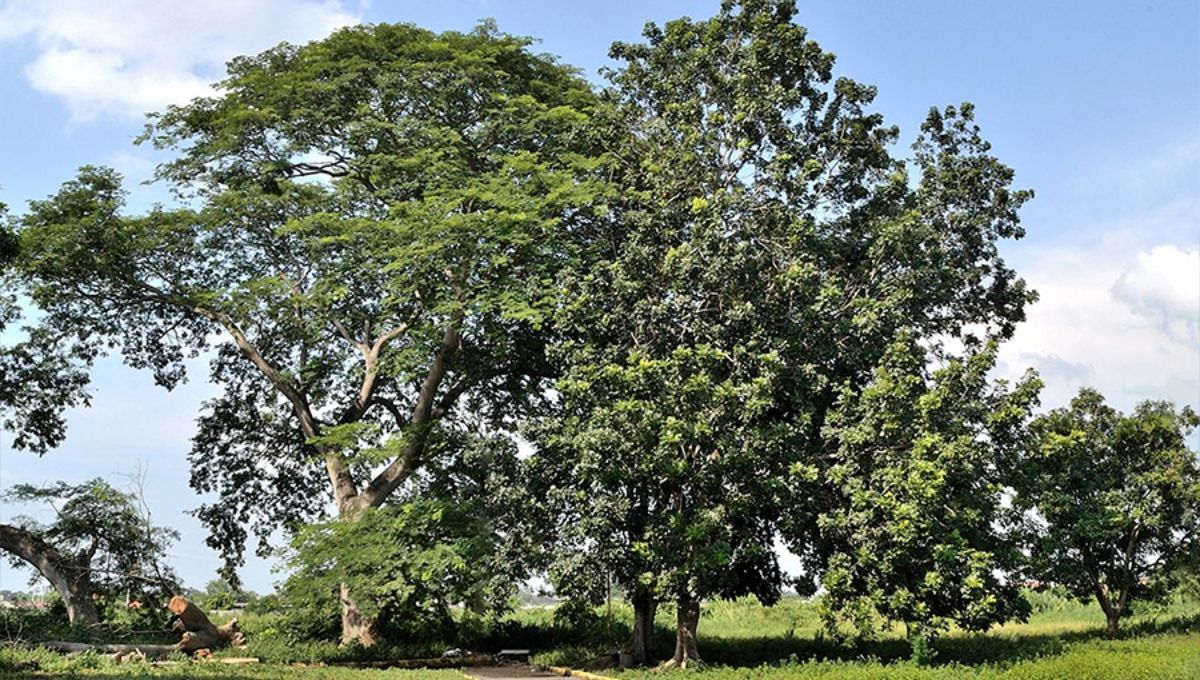 El árbol de América Latina que es una bendición y fortuna para la biodiversidad del mundo