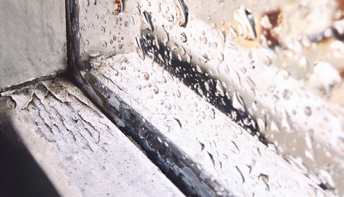 Las lluvias y la humedad del invierno crean un ambiente propenso a desarrollar moho. Las lluvias y la humedad del invierno crean un ambiente propenso a desarrollar moho.