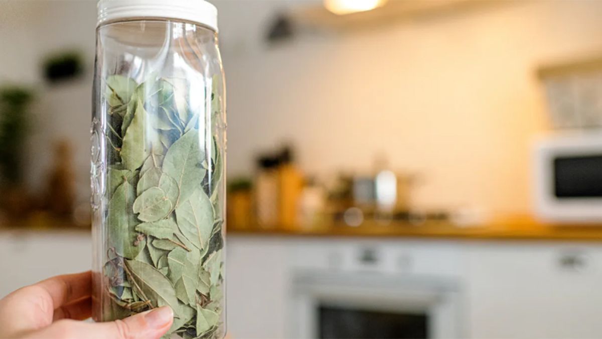 Las hojas de laurel tienen una función muy especial en la heladera. 