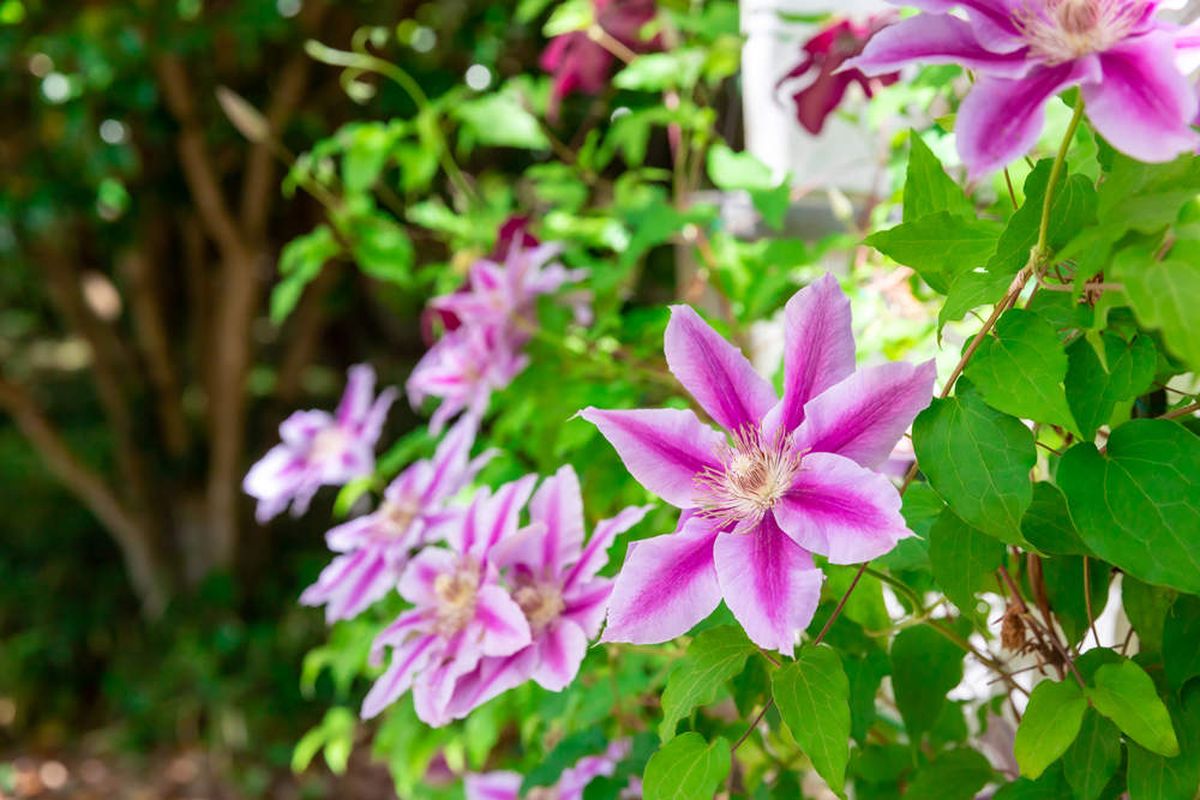 Esta planta trepadora es perfecta para decorar el jardín.
