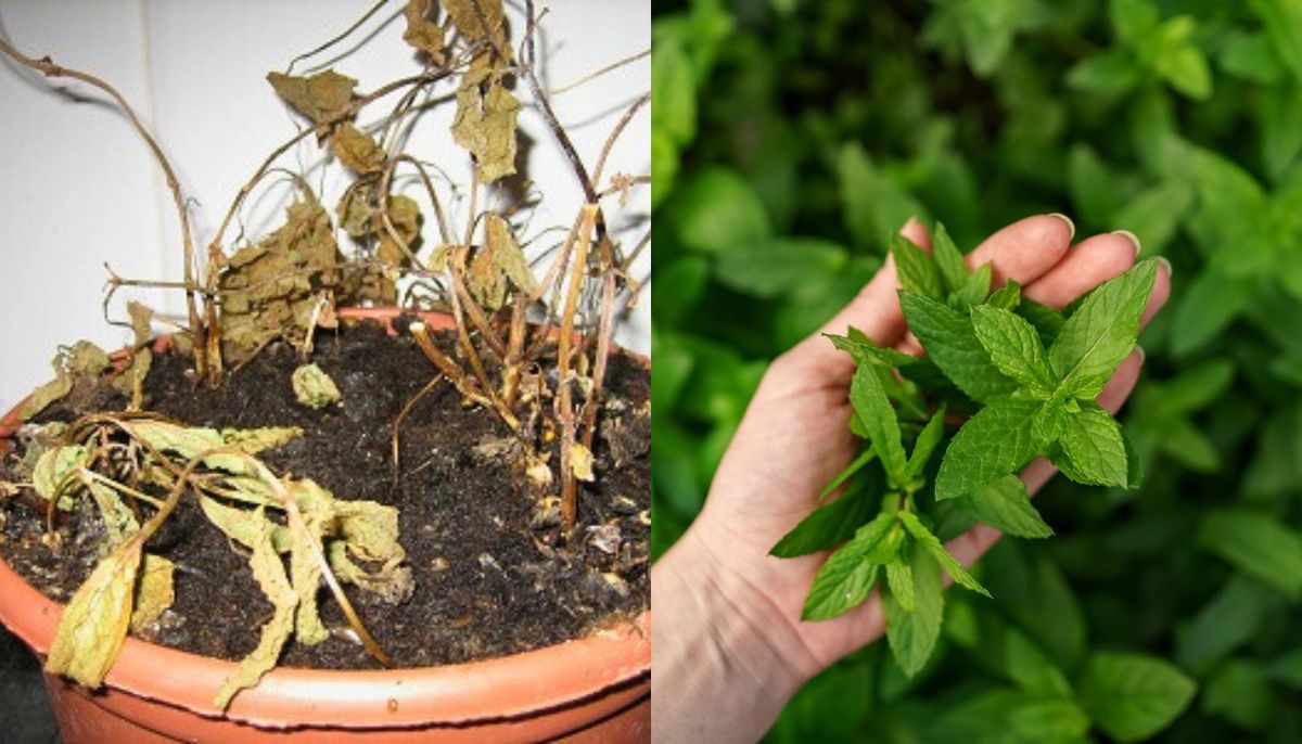 Existen varias razones por las que tu planta de menta se está secando o marchitando. Existen varias razones por las que tu planta de menta se está secando o marchitando.