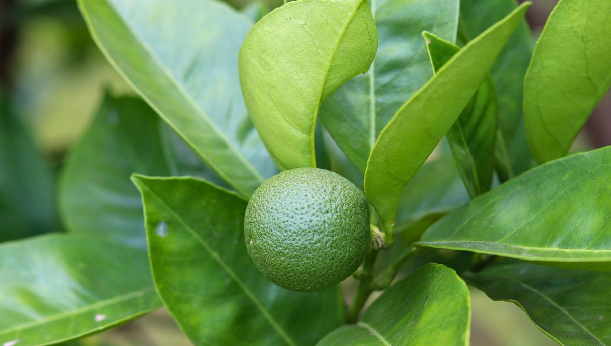 Guarda las semillas de naranja y planta tu propio naranjo.