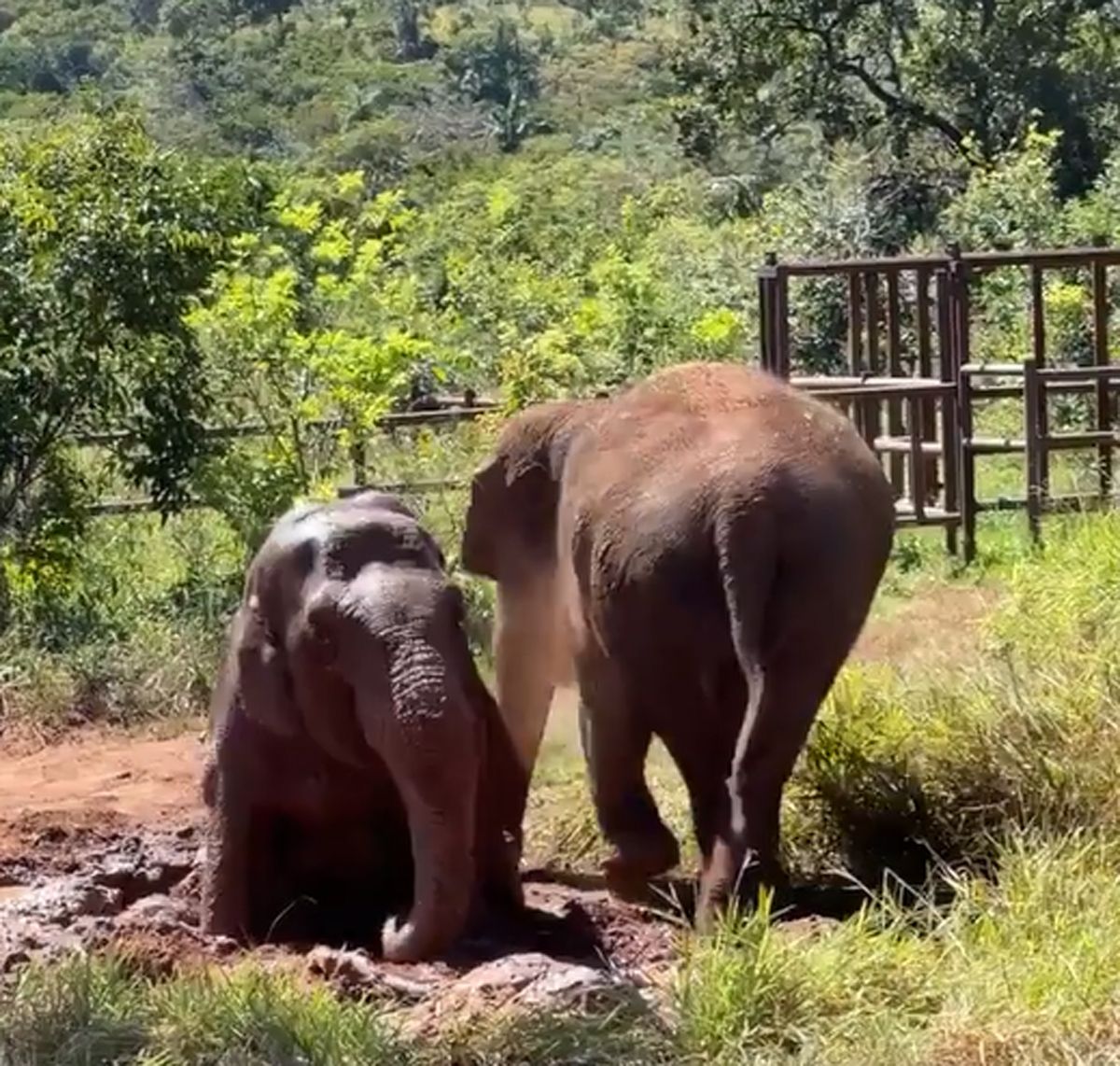 Pocha y Guillermina, madre e hija, disfrutan de un baño de lodo en el Santuario de Brasil.