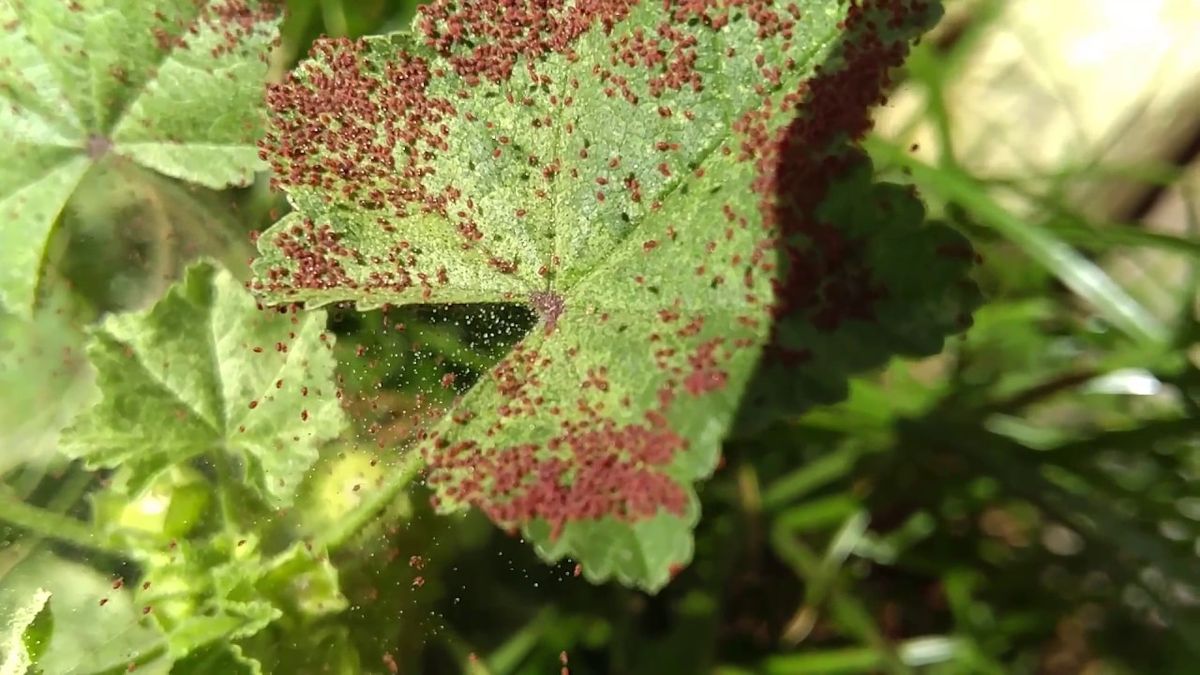 Las telarañas rojas en las plantas de tu jardín deben preocuparte. Las telarañas rojas en las plantas de tu jardín deben preocuparte. 