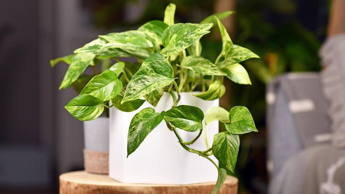 Cómo reproducir potus fácilmente y otras plantas con estos 5 tips
