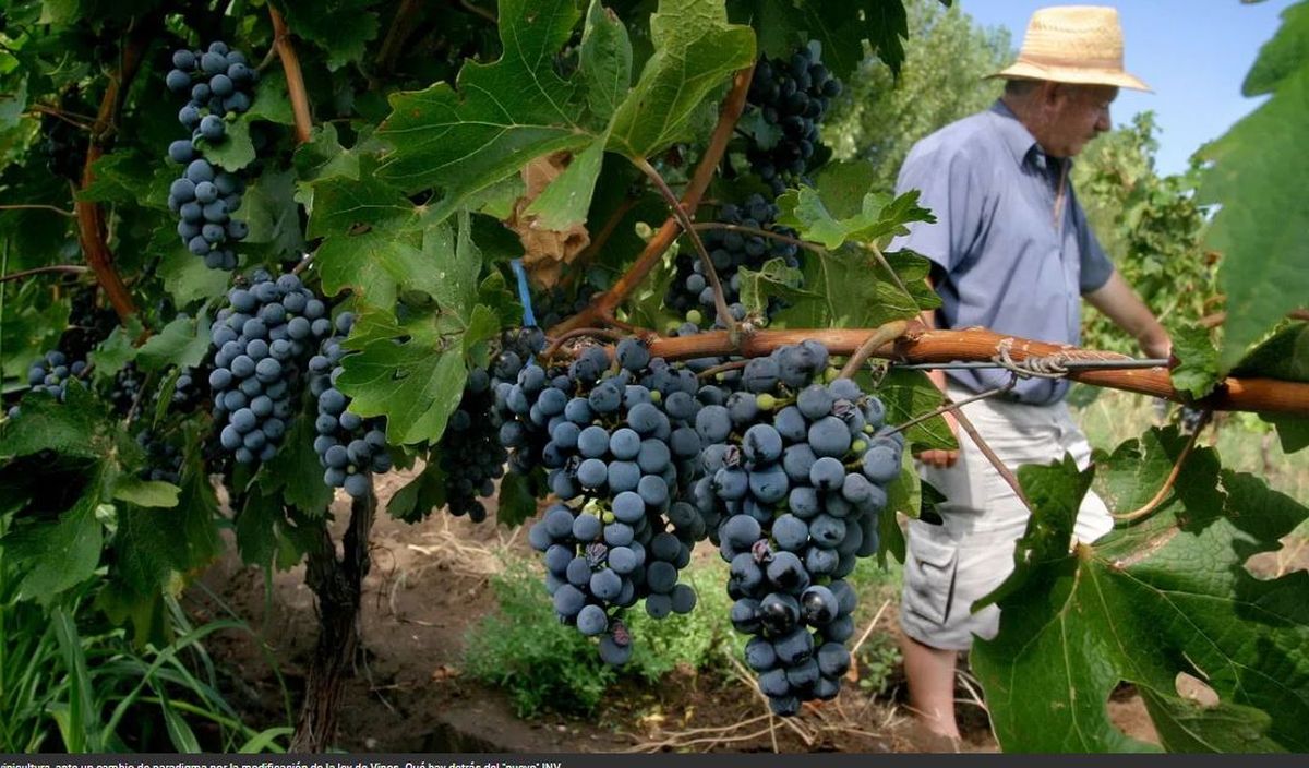 La vitivinicultura, la principal industria de Mendoza.