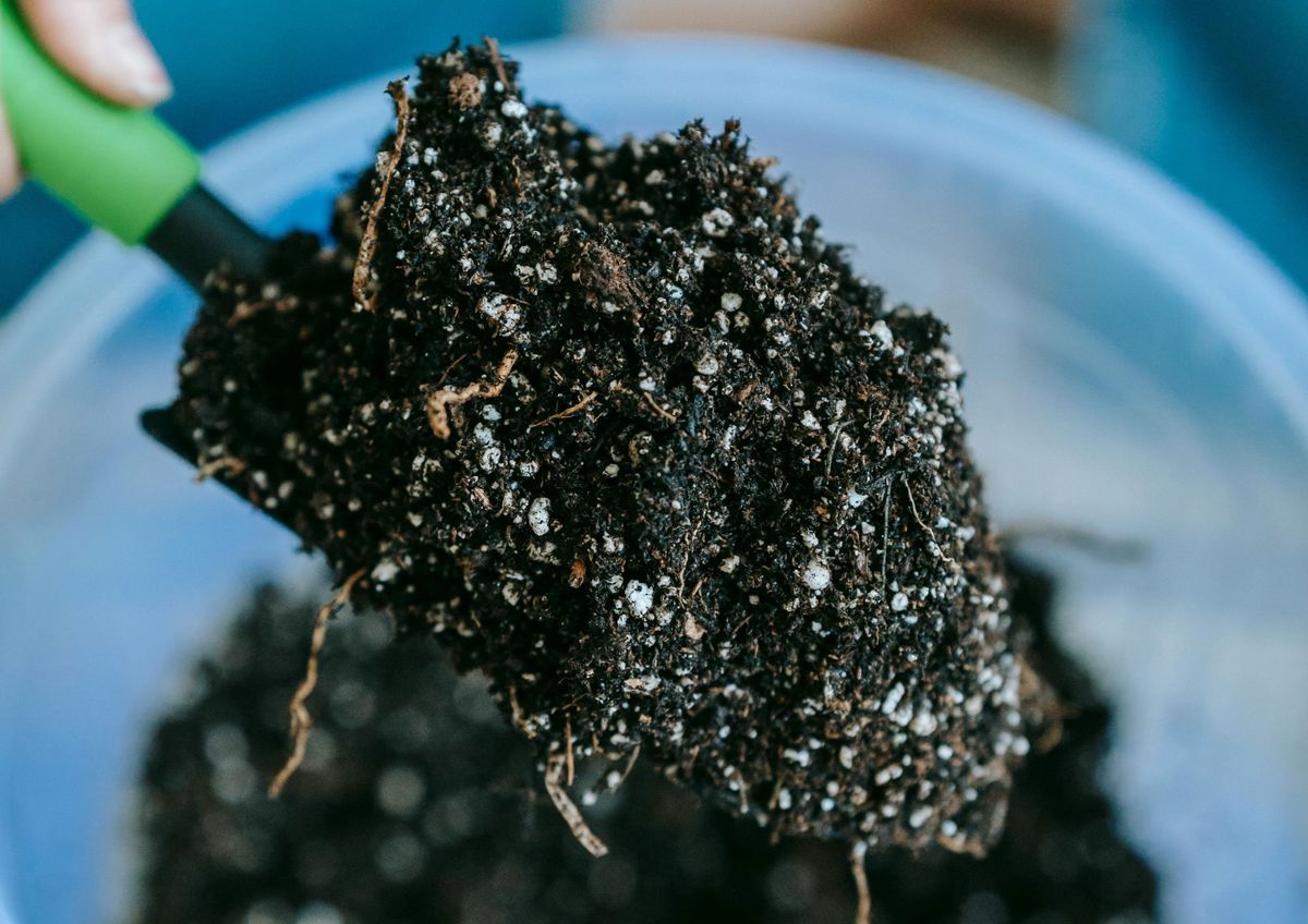 Plantas más sanas y fuertes con un truco