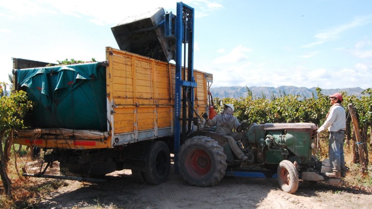 Fecovita le compra la uva a unos 5.000 productores de todo el país, y sostiene a unos 15.000 trabajadores indirectos.