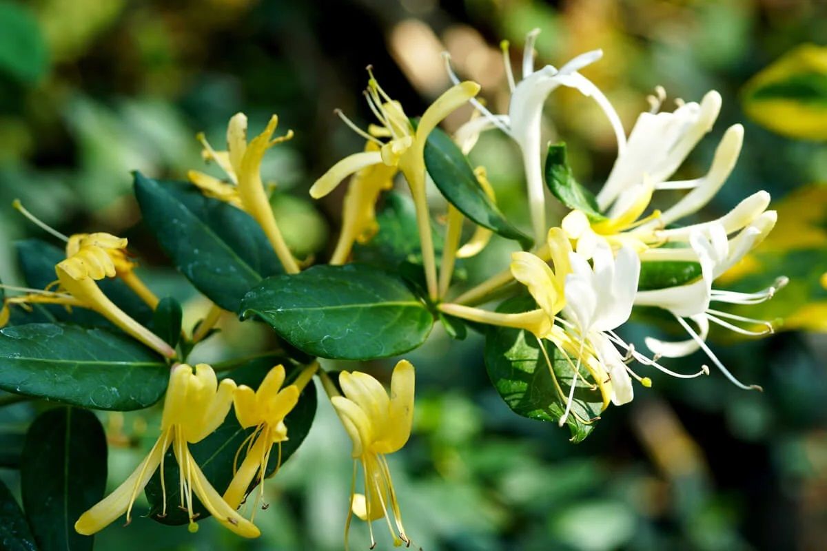 Convierte tu jardín en un auténtico paraíso con estas plantas trepadoras coloridas.