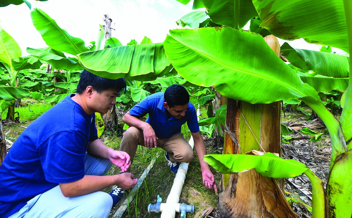 Expertos examinan plátanos en una plantación experimental de Yazhouwan, en Sanya, provincia de Hainan. YANG GUANYU / XINHUA.