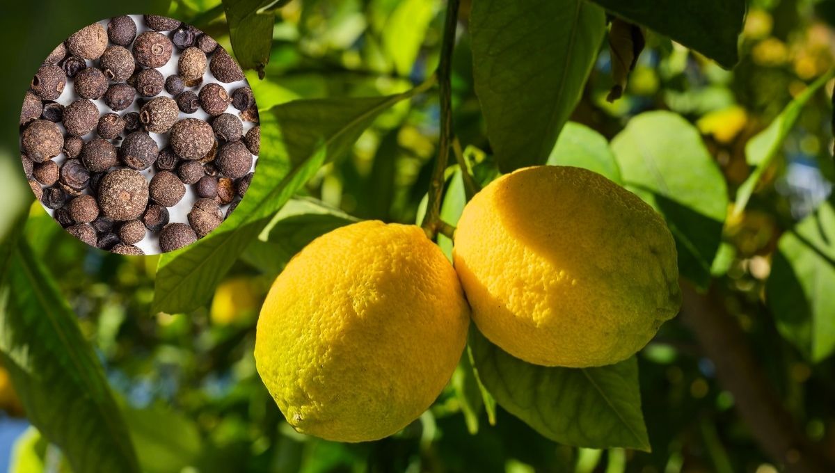 Árbol limonero: por qué se recomienda colocar pimienta en sus hojas y ramas y cuáles son los beneficios