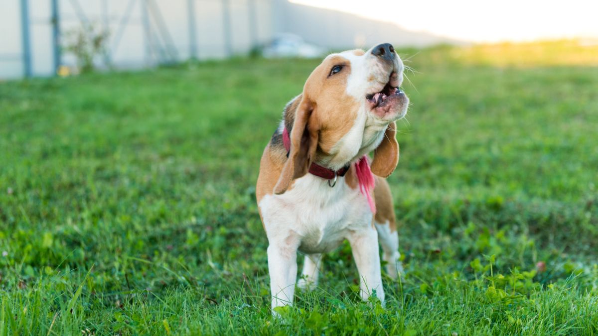 ¿Qué significa que mi perro aúlle?