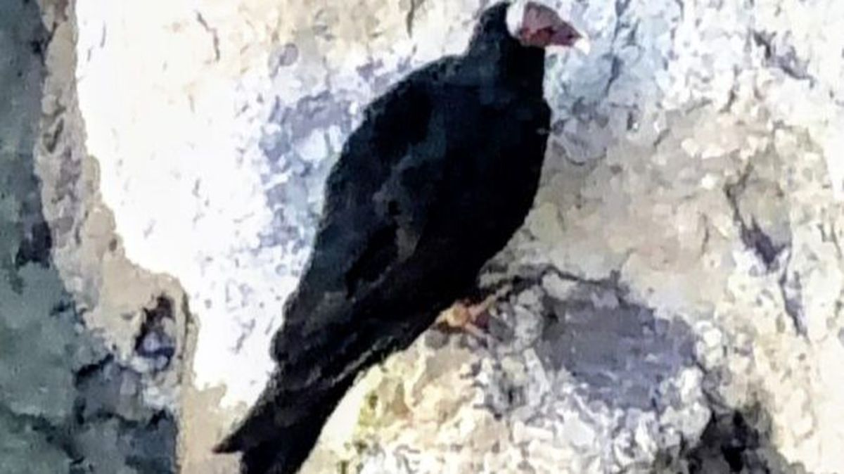 El inesperado hallazgo de un jote durante el seguimiento de un pichón de cóndor en San Rafael