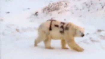 La verdad detrás del misterio del oso polar con el mensaje T-34