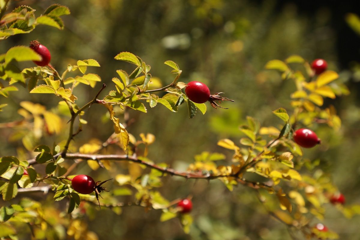 Rosa Mosqueta es una especie que acecha a los humedales mendocinos.
