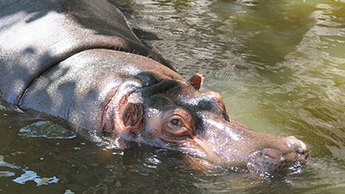 La hipopótamo del ex Zoológico tenía más de 40 años.