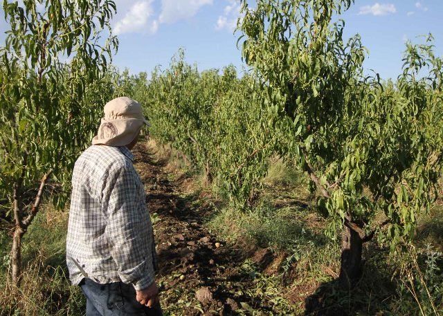 Por el clima se perdió el 80% de la fruta y el 30% de la vid