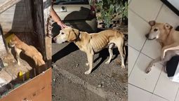 El perro Tyson fue víctima de maltrato animal durante años por una mujer que no lo alimentaba y lo tenía en malas condiciones. La Justicia le ordenó seguir una serie de pautas para no ir a juicio. Tyson se encuentra en buenas condiciones, con otra familia. Imagen: Instagram El perro Tyson fue víctima de maltrato animal durante años por una mujer que no lo alimentaba y lo tenía en malas condiciones. La Justicia le ordenó seguir una serie de pautas para no ir a juicio. Tyson se encuentra en buenas condiciones, con otra familia. Imagen: Instagram