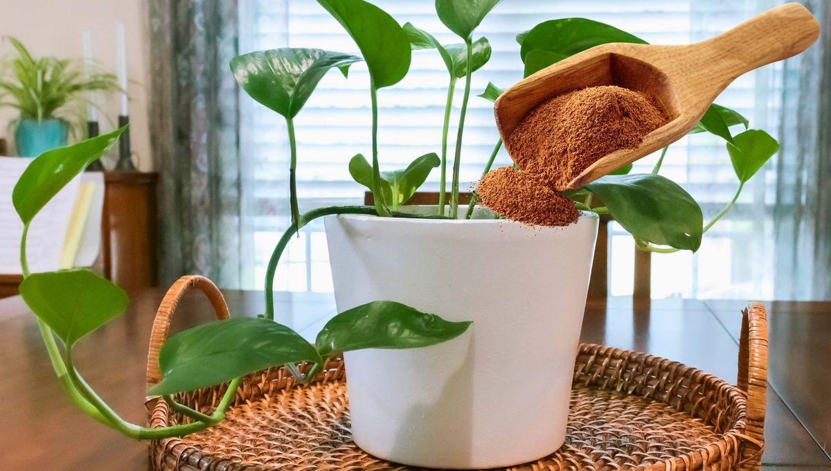 Por qué hay que poner canela en las plantas de interior y para qué sirve