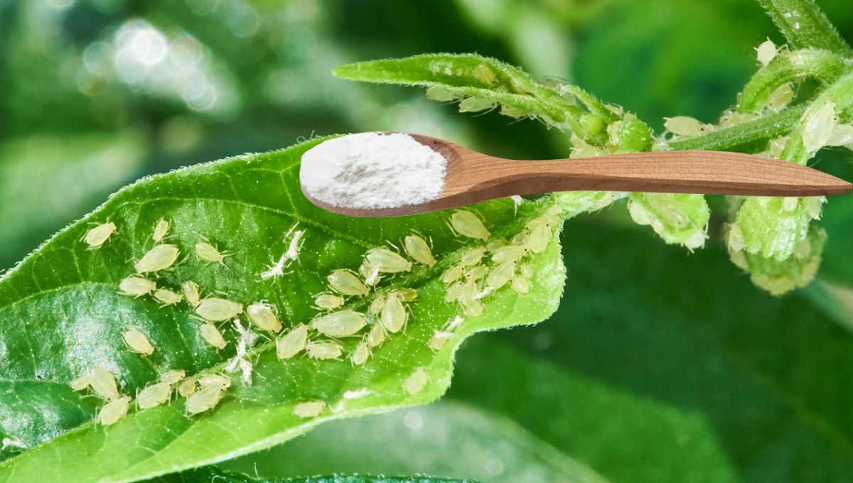 Por qué hay que ponerle bicarbonato a las plantas con cohinilla o pulgones y para qué sirve