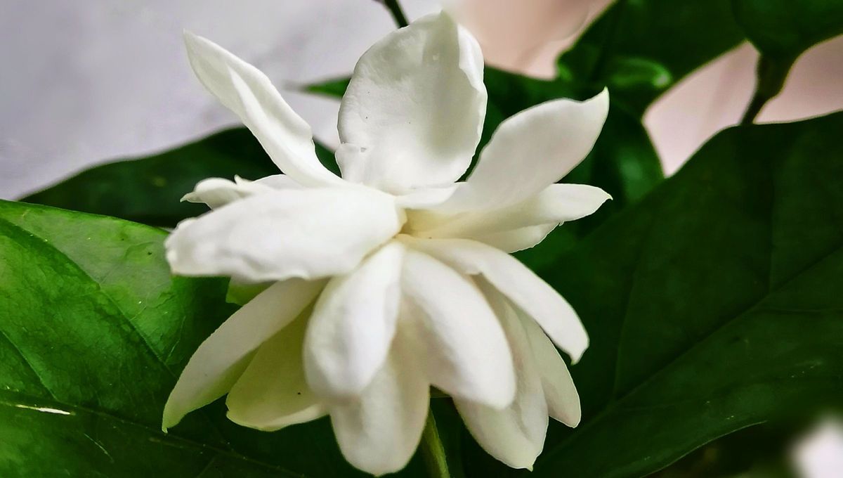 Poner bicarbonato a la tierra del jazmín es un remedio casero que ayuda a regular el pH, prevenir plagas y estimular la floración. Poner bicarbonato a la tierra del jazmín es un remedio casero que ayuda a regular el pH, prevenir plagas y estimular la floración.